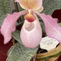 ラン,フラグミペディウム,パフィオぺディラム,温室,ラン科の画像