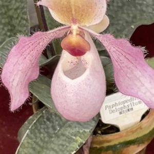 ラン,フラグミペディウム,パフィオぺディラム,温室,ラン科の画像