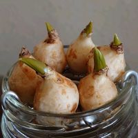 ムスカリ,エバーフレッシュ,水耕栽培,かわいい♡,GSのみなさんに感謝♡の画像