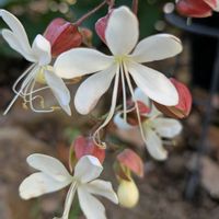 イベリス,クラリンドウ,柊（ひいらぎ）,可愛いね,白い水曜日♡の画像