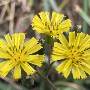 オニタビラコ,雑草,黄色い花,自生,道端の画像