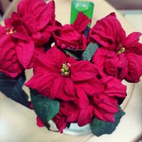 ヤツデ,極小輪ビオラ 多摩の星空,シクラメン 天使のはね,ポインセチア·ウィンター·ローズ,ベランダの画像