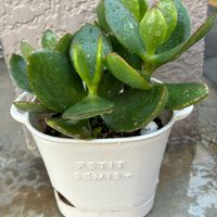 金のなる木,ガーデニング,断捨離,玄関アプローチの画像