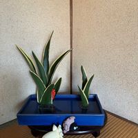 オモト,花のある暮らし,お稽古,ねこと緑のある暮らし,トトの日の画像