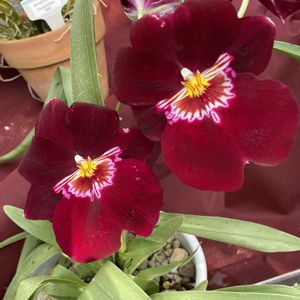 ミルトニア,ミルトニア・バート・フィールド・ドロレス,ミルトニア　イースタン　ベイ　ルシアン,温室,ラン科の画像