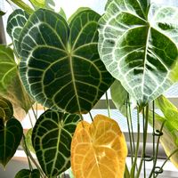 アンスリウム,フィカス　ウンベラータ,フィカス,フィカス ベンガレンシス,アンスリウム クラリネルビウムの画像