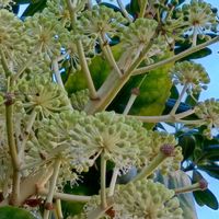 ヤツデ,花のある暮らし,大事に育てたい,キュンキュン乙女倶楽部,うどん県人会の画像