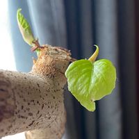 ウンベラータ,新葉,植物のある暮らし,強剪定,植物の生命力の画像