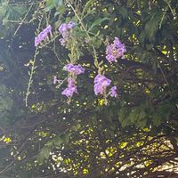 デュランタの画像