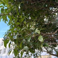 クスノキの画像