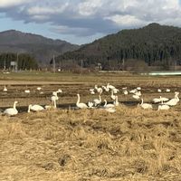 いね,ハクチョウ,稲（いね）,稲わら,冬の楽しみの画像
