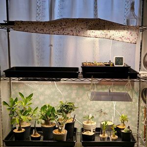 アデニウム,塊根植物,実生,珍奇植物,冬越しの画像