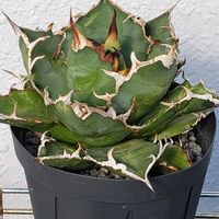 アガベ,アガベ チタノタ シーザー,凱撒の画像