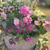 パンジー・ビオラ,スイートアリッサム ,ガーデンシクラメン,葉牡丹,寄せ植えの画像