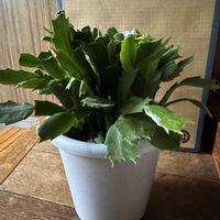 シャコバサボテン,ペペロミア,子宝草の画像