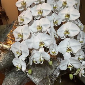 胡蝶蘭,いただきもの,ゴージャス,チーム岐阜,❄️冬にまけるな❄️の画像