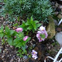 ネメシア,ローダンセマム,庭の画像