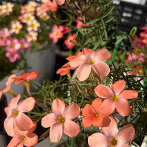 オキザリス,秋咲きオキザリス,Oxalis Shining Orange,Oxalis Orange peal,Oxalis Orange pealの画像