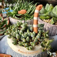 碧魚連,アスパラガス,アスパラガス プルモサス,インデュラータ,多肉植物の画像