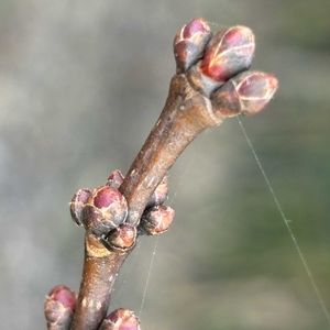 ハナノキ,冬芽・葉痕の画像