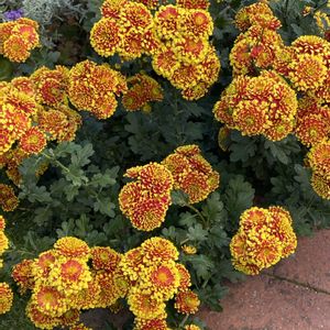 咲いた！,花のある暮らし,うれしい！,元気になる,菊 キク きくの画像