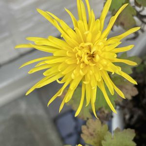 咲いた！,花のある暮らし,うれしい！,元気になる,菊 キク きくの画像