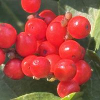 センリョウ,赤い実,元気モリモリ,センリョウの実,12月の景色の画像