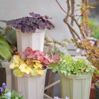 ヒューケラ,ヒューケラ　ティラミス,ヒューケラスノーウィーパンキー,ヒューケラ　マルベリー,フォーエバーミッドナイトの画像