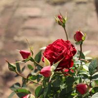 ハナミズキ,バラ・ミニバラ,canon,撮って出し,花撮り人の画像