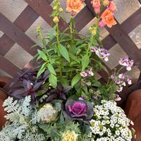 アリッサム,キンギョソウ,ネメシア,ハボタン,シルバーレースの画像