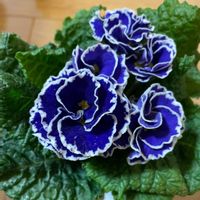 スミレ,スミレ,スミレ,プリムラ,プリムラの画像