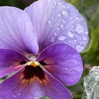 パンジー,葉牡丹,柊南天,花のある暮らし,GSに感謝。の画像