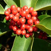 クロガネモチの画像