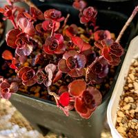 ハートカズラ,ドラゴンズブラッド,ワイルドクラッカー,セダム ワイルドファイヤー,多肉植物の画像