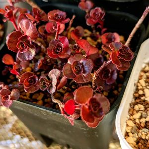 ハートカズラ,ドラゴンズブラッド,ワイルドクラッカー,セダム ワイルドファイヤー,多肉植物の画像