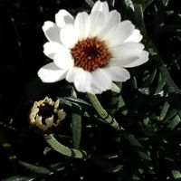 ローダンセマムの画像