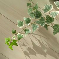 アイビー,札幌から,ベランダ,リビング・ダイニングの画像