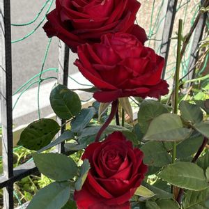 バラ,鉢植え,ネコ好き,挿し木,花のある暮らしの画像