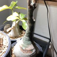 アデニア・グラウカ,幻蝶かずら,コーデックス,アデニア属の画像