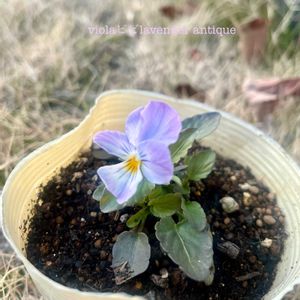 ビオラビビ アンティーク,ナチュラルガーデン,秋の花,ビオラ・パンジー,ナチュラルスタイルの画像