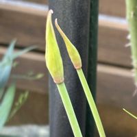 レースラベンダー,カランコエ　胡蝶の舞,日蔭の庭,キルタンサス♡の画像