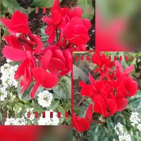 オンシジウム,シクラメン,ストック,セキチク,ダイアンサスの画像