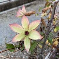 クレマチス,クレマチス・フォンドメモリーズ,クレマチス・フォンドメモリーズ,クレマチス 鉢植え,クレマチス♬の画像