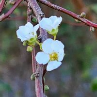 ユキヤナギの画像