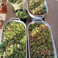 セダム,パリダム,多肉植物,初心者,ベランダの画像