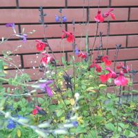 チェリーセージ,ハーブ,ガーデニング,シソ科,庭の画像