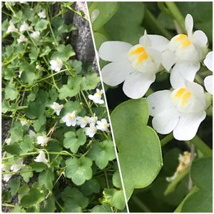 グランドカバー,野草,帰化植物,名前の由来,植物観察の画像