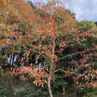 キャベツ,白菜,イイギリの赤い実,畑の野菜,家庭菜園の画像