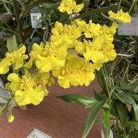 オンシジウム,カトレア,筑波実験植物園,今日のお花の画像