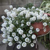 スイートアリッサム ,白い水曜日♡,小さな庭の画像